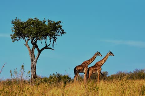 Imagem Promocional Apresentando o Destino África